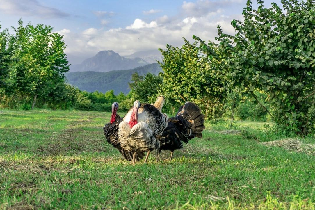 How Fresh Feed and Clean Water Support Healthy Flocks
