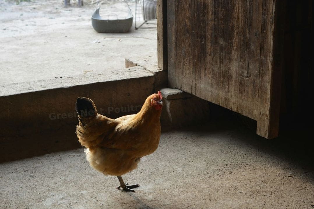 Planning for Seasonal Changes in Poultry Care