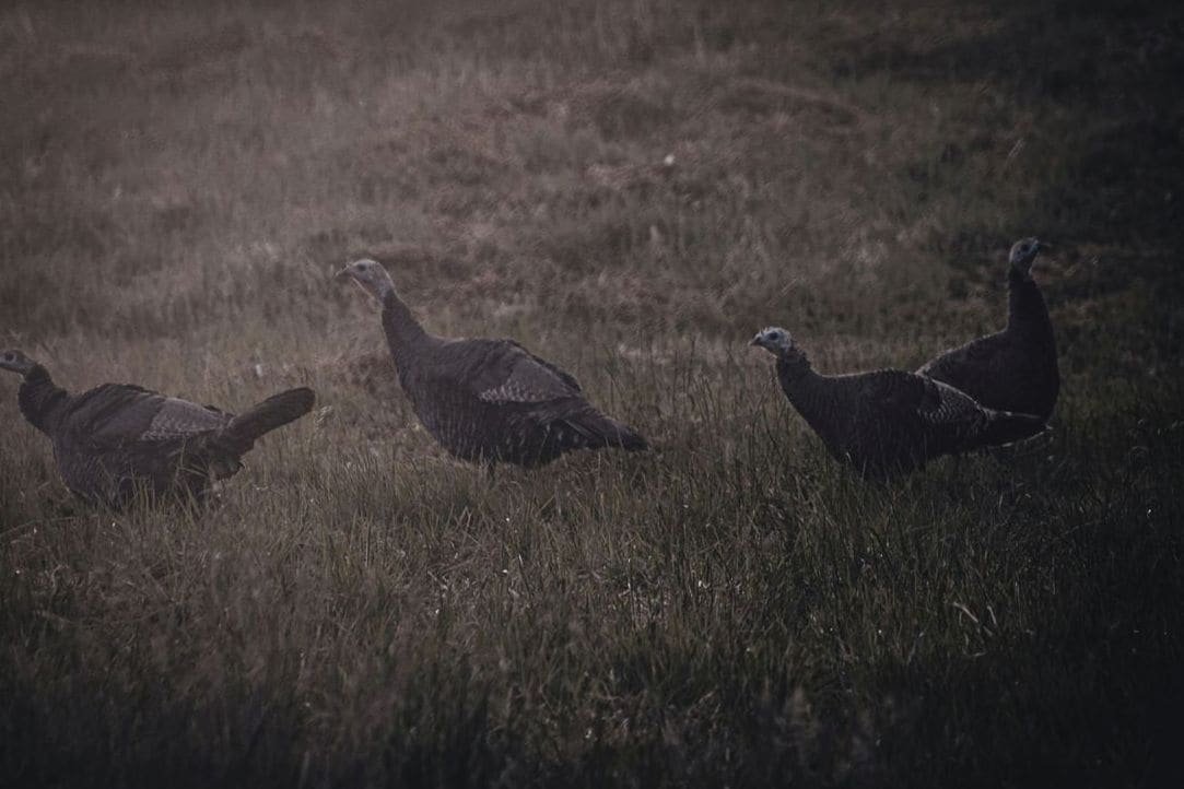 GreenNest Poultry 13