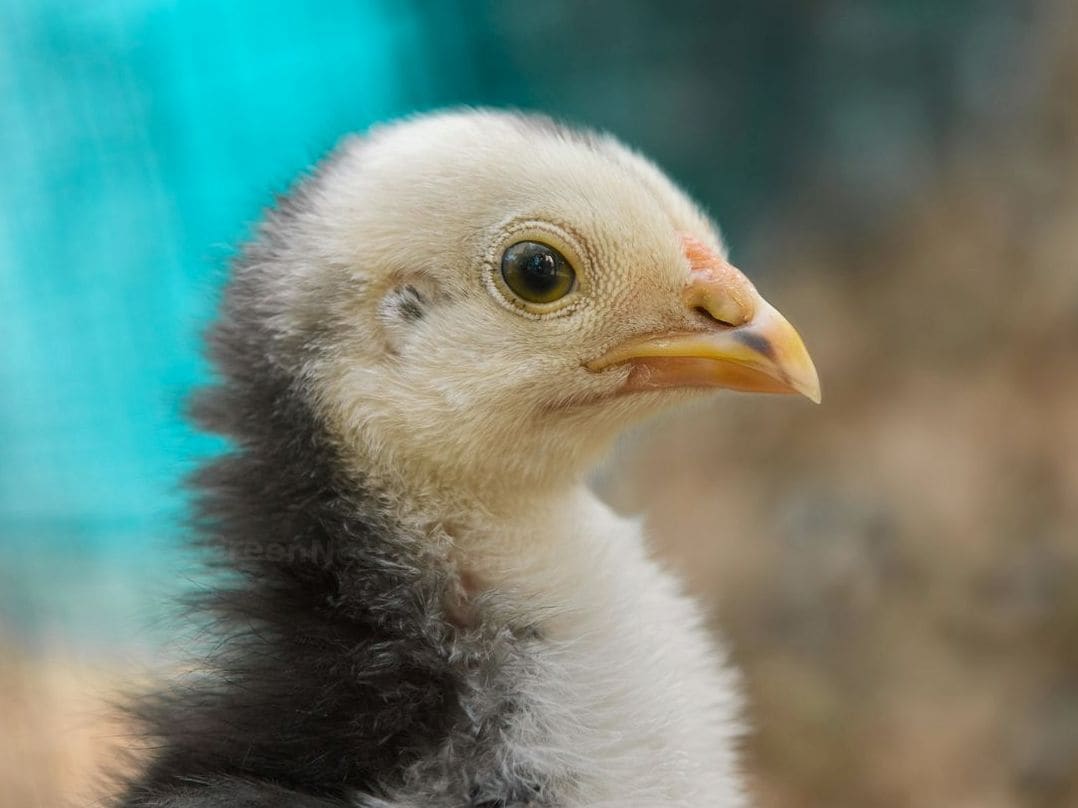 GreenNest Poultry 14