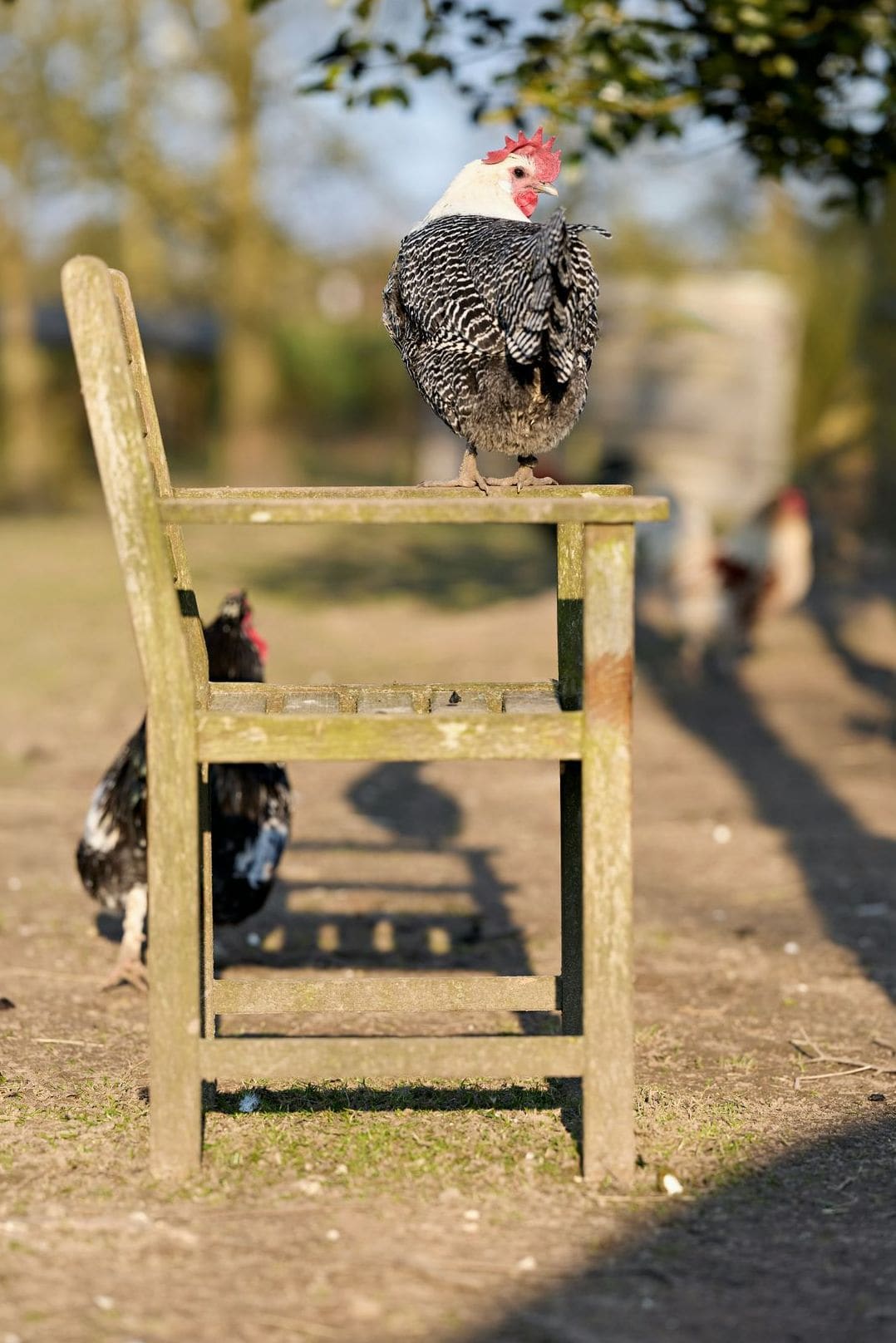 GreenNest Poultry 4