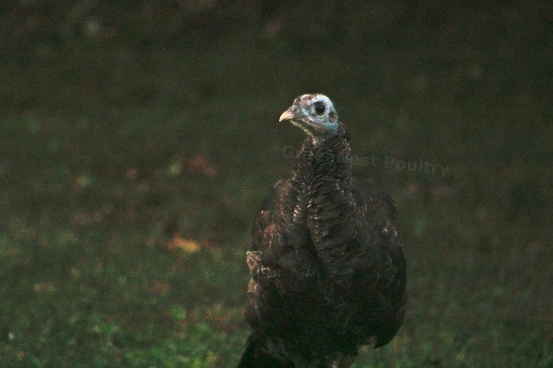 GreenNest Poultry 6